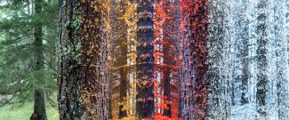 Four seasons represented through forest imagery — symbolizing the evolving phases of retirement